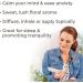 Plant Therapy 100% Pure Essential Oils - Worry Free 1 fl oz (30 ml) | Aromatherapy - Buy Online on GoSupps.com