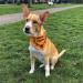 Buy Custom Printplanet Dog Scarf - Personalized Scarf for Hunting Dogs - Size M - Buy Online on GoSupps.com