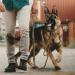 Excellent Elite Spanker Tactical Bungee Dog Leash - Elastic Brown & Black for Training & Walking - Buy Online on GoSupps.com