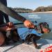 Ezydog Premium Dog Life Jacket - DFD X2 Canine Vest for Small Medium & Large Dogs - Blue L - Ideal Rescue Vest with Handle - Buy Online on GoSupps.com