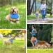 Cooling Collar for Dogs | Breathable Summer Neckerchief for Ultimate Heat Relief - Buy Online on GoSupps.com
