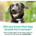 Tropiclean Breath Freshener for Dogs & Cats - Mouth Care Water Additive with Probiotics for Digestive Support | Fight Plaque & Tartar - 473 ml (1 Pack) - Buy Online on GoSupps.com