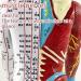 Muscle Anatomical Male Model Semi-musculoskeletal+Nerve Distributed 361 Acupoints+48 External Acupoints (23.6 Inches High) with Acupuncture Point Book+Acupuncture Chart+Base A - Buy Online on GoSupps.com