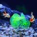 Buy VOCOSTE Silicone Glowing Aquarium Coral - Bright Yellow with Suction Cup | International Shipping Available - Buy Online on GoSupps.com