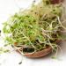 Organic Certified Alfalfa Sprout Seeds - 16 Oz - Perfect for Sprouting - Buy Online on GoSupps.com