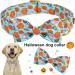 Adjustable Blue Pumpkin Dog Costume Band - Halison Cotton Neck Strap for Halloween | Medium Size | Pet Halloween Accessory - Buy Online on GoSupps.com
