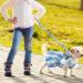 Plaid Dog Dress Bow Tie Harness Leash Set for Small Dogs - Summer Bunny Rabbit Clothes for Female - Medium - Buy Online on GoSupps.com