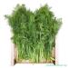 gr nhopper Dill Green Storage Box 2 kg
