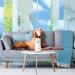 Glade Automatic Spray Refill - Pet Clean Scent Air Freshener for Home & Bathroom | 6.2 Oz - International Shipping Available - Buy Online on GoSupps.com