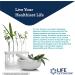 Life Extension Enhanced Stress Relief - 30 Vegetarian Capsules for Optimal Calm - Buy Online on GoSupps.com