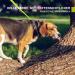 Toozey Drag Line for Dogs - 3m/5m/7m/10m/15m/20m Waterproof Training Leash | Robust Neon Yellow Dog Lead with Hand Loop and Carry Bag - Ideal for All Breeds - Buy Online on GoSupps.com