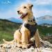 Dog Harness (Medium Black) for Running Hiking & Training Soft-Padded & Adjustable No-Pull Design Pet Harness W/ 2 Leash Clips & Reflective Strips for Safety by EcoEarth M (Pack of 1) - Buy Online on GoSupps.com