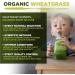 Organic Wheatgrass Powder 1Kg | High Chlorophyll Content | MySuperfoods - Buy Online on GoSupps.com