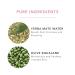 100% Pure Green Tea EGCG Face Cream | Anti-Aging Antioxidant Hydrating Moisturizer with Squalene & Caffeine | 1.4 Oz - Perfect for Men & Women - Buy Online on GoSupps.com