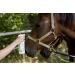 Biolopur Mane Spray & Coat Care - 500ml Ready-to-Use Horse Coat Shine Spray | International Shipping Available - Buy Online on GoSupps.com
