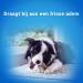 Purina DentaLife Maxi - Maxi Pack - Daily Oral Hygiene - 426 g - 12 Chew Sticks for Large Dogs - Pack of 5 - Buy Online on GoSupps.com