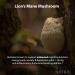 Premium 5000mg Lion's Mane Mushroom Capsules - 60 Vegan Capsules with 30% Polysaccharides for Mental Clarity and Focus - Buy Online on GoSupps.com