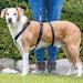 Trixie Stay Harness XS-S (30-40 cm) - Black | Premium Dog Harness for Comfortable & Safe Travel - Buy Online on GoSupps.com