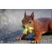 AgnesGP Hazelnuts In Shells for Wild Birds and Squirrels (5Kg Sack Included) - Nutrient-Rich Snack for Your Backyard Friends - Buy Online on GoSupps.com