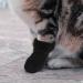 Shop Hemoblo Cat Claw Covers | Scratch Protection & Breathable Mesh | 4 Pcs Black Paw Caps for Fur Care & Bathing - Buy Online on GoSupps.com