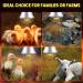 BrightArk 250W Poultry Heat Lamp with 2.5M Wire and 2M Hanging Chain - Energy Saving Switch, Livestock Breeding Brooder Lamp for Puppies, Chicks, Piglets, Reptiles (No Bulb) - Buy Online on GoSupps.com