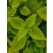 Sadaf Mint Leaves Cut 3 oz - Dried, Sifted, Kosher & Halal - No Stems - Resealable Bag - 1 Pack - Buy Online on GoSupps.com