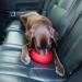 Kurgo Splash-Free Hiking Water Bowl for Dogs | BPA-Free 710 ml Red Perfect for Food & Water on the Go - Buy Online on GoSupps.com
