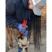 QWORK 5-pc Painting Farrier Kit | Professional Horseshoe Changing Tools | Hoof Knife Tongs Grater & Hammer for Equine Care - Buy Online on GoSupps.com