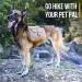 Buy Dilireba Tactical Dog Harness & Backpack for Large Dogs - Perfect for Camping Hiking & Travel - Buy Online on GoSupps.com