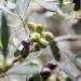 KORRES Olive Stones Scrub Beauty Shot - Vegan Deep Cleansing Peeling Cream (18ml) - Dermatologically Tested Exfoliant - Buy Online on GoSupps.com
