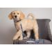 Pets First NFL Large Pet Leash | Officially Licensed Dog Leash - Buy Online on GoSupps.com