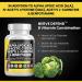 Nerve Support Supplement with Alpha Lipoic Acid, N-Acetyl Cysteine, Acetyl L-Carnitine, Benfotiamine - 90 Caps - Made in USA - Buy Online on GoSupps.com