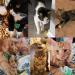 AWAVM 16 PCs Colored Spring Toys for Cats | Interactive Pet Toys for Lazy Cat Owners | Fun Jumping Toys - Buy Online on GoSupps.com