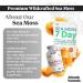 Atlantic Naturals Sea Moss Superfood Bundle - Sea Moss with Shrooms Gummies & 7-Day Kidney Liver & Gallbladder Cleanse - Defense Focus & Detox Support - Lion's Mane Reishi Dandelion Root & More - Buy Online on GoSupps.com