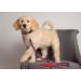 Pets First New England Patriots Large Leash - Official NFL Pet Gear - Buy Online on GoSupps.com