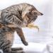 Altcompluser Catnip Sticks for Cats - Dental Care Chewing Toys (3 Pieces) for Tartar & Bad Breath - Healthy Oral Hygiene - Buy Online on GoSupps.com