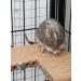 Totally Degu Corn Treats - Buy Online on GoSupps.com