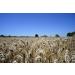 Caputo 00 Professional Flour 1kg - Ideal for Perfect Fresh Pasta & Gnocchi - Buy Online on GoSupps.com