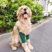 Adjustable Breathable Dog Elbow Brace Effective Recovery Pet Elbow for Small Medium Large Dogs with Leg Wounds (L) - Buy Online on GoSupps.com