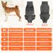 Dogebody After Surgery One-Piece Dog Diaper - Recovery Suit for Male & Female Dogs Leak Protection & Wound Care - Buy Online on GoSupps.com
