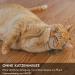 Favpet Plush Cat Toys with Bells - Cuddly Pillows & Plush Kittens for Cats | Soft & Durable Cat Toys | Perfect for Playtime - Buy Online on GoSupps.com