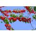 Food-United Cherries Puree - Premium Sauer Kirschen 12x1kg for Smoothies Sorbets & Cocktails | Ponthier - Buy Online on GoSupps.com
