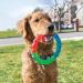 KONG Twistz Ring - Small Multi Small(Pack of 1) - Buy Online on GoSupps.com