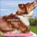 Native Pet Skin and Coat Chews for Dogs - Wild-Caught Salmon Oil Omega 3 Supplements for Shedding & Hair Loss - 30 Chews - Buy Online on GoSupps.com