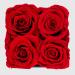 Graceful Fleurs: Long-Lasting Real Roses for Prime Delivery | Birthday Gifts for Her | Preserved Forever Rose Box in Red - Buy Online on GoSupps.com