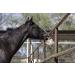 Himalayan Salt Block on Rope for Horses - 2.2 lbs | Natural Mineral Supplement - Buy Online on GoSupps.com