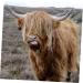 PopetPop 10-Pack Small Cow Bells - Anti-Theft Christmas Decorations for Pets Cattle & Sheep | Loud Iron Bell Accessories - Buy Online on GoSupps.com