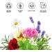 Made in France Hydrolat Witch Hazel Hamamelis water 500 ml Flower water 100 Pure Alcoholfree Pore Cleanser Oily skin Toner Face Makeup Remover Blemish Acne natural cleaner and toner - Buy Online on GoSupps.com