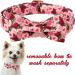 Unique Style Paws Pink Peonies Dog Collar | Adjustable Cotton Fly Collar for Young Girls' Dogs | Metal Buckle | Size M (13.5-22in) - Buy Online on GoSupps.com