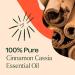 Buy Plant Therapy Cinnamon Cassia Essential Oil 10 mL - 100% Pure Undiluted Therapeutic Grade - International Shipping Available - Buy Online on GoSupps.com